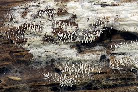 Attēlu rezultāti vaicājumam “Mucronella”