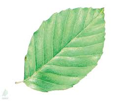 Attēlu rezultāti vaicājumam “Fagus sylvatica fo. laciniata leaf”