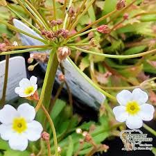 Attēlu rezultāti vaicājumam “Androsace septentrionalis”