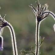 Attēlu rezultāti vaicājumam “Pulsatilla pratensis”