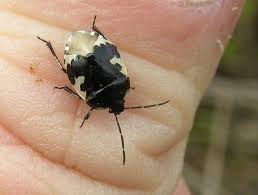 Attēlu rezultāti vaicājumam “Tritomegas bicolor”