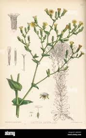 Attēlu rezultāti vaicājumam “Lactuca sativa flower”