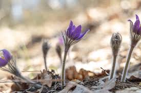 Attēlu rezultāti vaicājumam “Pulsatilla patens leaf”