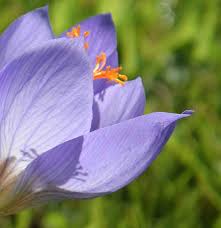 Attēlu rezultāti vaicājumam “Crocus speciosus”