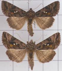 Attēlu rezultāti vaicājumam “Autographa pulchrina”