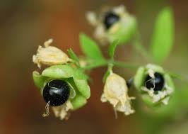 Attēlu rezultāti vaicājumam “Silene baccifera leaf”