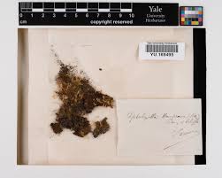 Attēlu rezultāti vaicājumam “Cephaloziella hampeana”