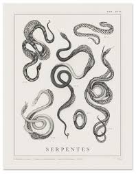 Attēlu rezultāti vaicājumam “Serpentes”