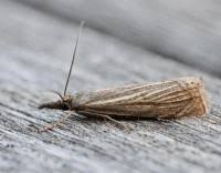 Attēlu rezultāti vaicājumam “Chrysoteuchia culmella”