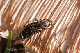 Attēlu rezultāti vaicājumam “Ontholestes murinus”