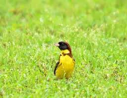 Image result for Emberiza aureola