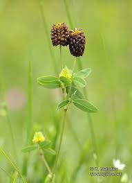 Attēlu rezultāti vaicājumam “Trifolium spadiceum flower”
