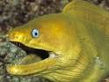 HowStuffWorks "Why are eels slippery? "