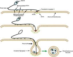 Attēlu rezultāti vaicājumam “Comatricha elegans var. microspora spores”