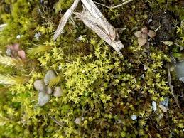 Attēlu rezultāti vaicājumam “Barbula convoluta sporophyte”