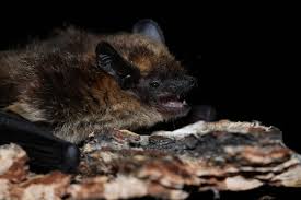 Attēlu rezultāti vaicājumam “Eptesicus nilssonii”