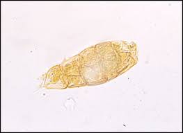 Attēlu rezultāti vaicājumam “Eucladium verticillatum”