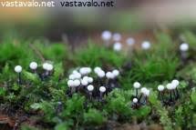 Attēlu rezultāti vaicājumam “Badhamia lilacina plasmodium”