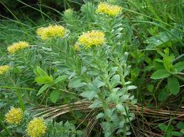Attēlu rezultāti vaicājumam “Rhodiola rosea”