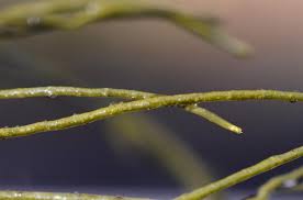 Attēlu rezultāti vaicājumam “Lemanea fluviatilis”