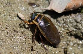 Attēlu rezultāti vaicājumam “Dytiscus marginalis”