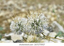 Image result for Echinops spaerocephalus