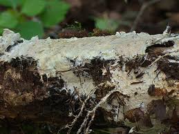 Attēlu rezultāti vaicājumam “Porotheleum fimbriatum”