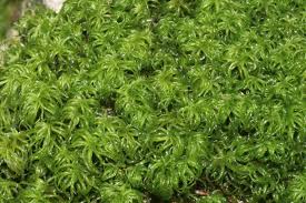 Attēlu rezultāti vaicājumam “Tortella tortuosa”