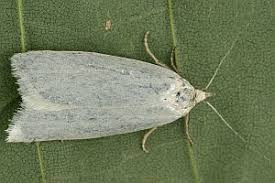 Attēlu rezultāti vaicājumam “Eana argentana”