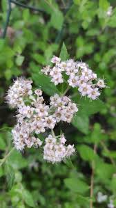 Attēlu rezultāti vaicājumam “Spiraea salicifolia flower”