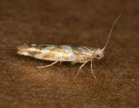 Attēlu rezultāti vaicājumam “Argyresthia goedartella”