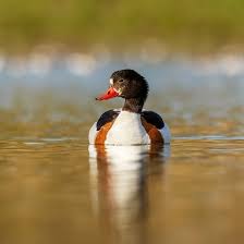 Attēlu rezultāti vaicājumam “Tadorna tadorna”