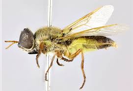 Attēlu rezultāti vaicājumam “Brachycera”