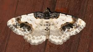 Attēlu rezultāti vaicājumam “Ligdia adustata”