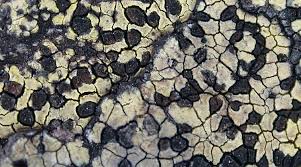 Attēlu rezultāti vaicājumam “Rhizocarpon geographicum”