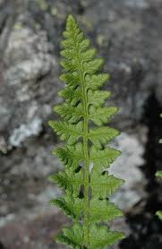 Attēlu rezultāti vaicājumam “Trichia alpina young”