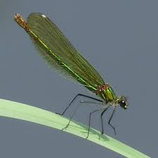 Attēlu rezultāti vaicājumam “Calopteryx splendens”