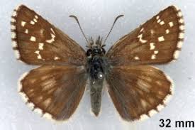 Attēlu rezultāti vaicājumam “Pyrgus serratulae”