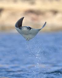 Image result for Mobula thurstoni
