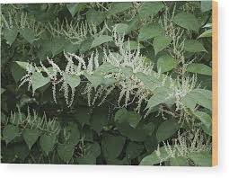 Attēlu rezultāti vaicājumam “Reynoutria sachalinensis”