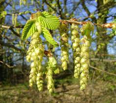 Attēlu rezultāti vaicājumam “Carpinus betulus female flower”