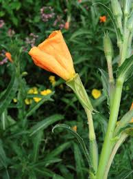 Image result for Oenothera odorata