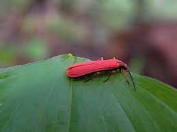 Attēlu rezultāti vaicājumam “Cucujidae”