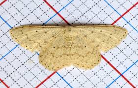 Attēlu rezultāti vaicājumam “Idaea sylvestraria”