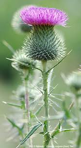Attēlu rezultāti vaicājumam “Cirsium vulgare”