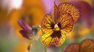 Image result for Hornveilchen