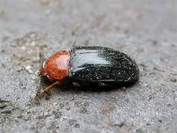 Attēlu rezultāti vaicājumam “Triplax russica”