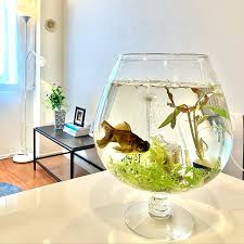 Image result for 出目金