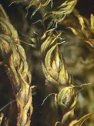 Attēlu rezultāti vaicājumam “Tortula lingulata”