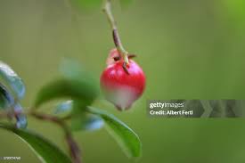 Attēlu rezultāti vaicājumam “Vaccinium vitis-idaea bud”